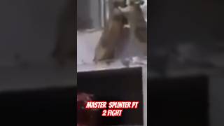 Watch until the end funny rats  movie mastersplinter ninjaturtles [upl. by Antoinetta]