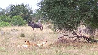 🦁Unexpected Encounter in Kruger National Park 🌿 [upl. by Sualkin]