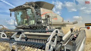 GLEANER Combines Harvesting Wheat [upl. by Jennie]