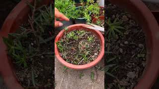 Pruning portulaca flower after plant its grow shortvideo gardening portulaca bonsai decoration [upl. by Atikcir]