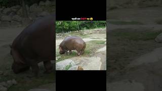 Why hippo poop 💩 are dangerous 😮 facts viral [upl. by Rodgers]