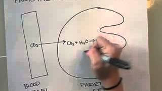 How do parietal cells make hydrochloric acid hcl in the stomach 2 [upl. by Paton]