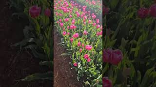 Table Cape Tulip Farm the only tulip farm open to the public in Tasmania tasmania travel [upl. by Lay]