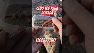 Pesca DORADAS con este cebo cebo dorada pesca surfcasting esparido llobarrero llubarrer [upl. by Ahseele]