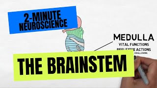 2Minute Neuroscience The Brainstem [upl. by Arick]