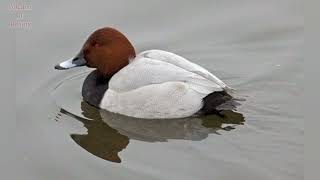 Common Pochard duck Aythya ferina call sound and pictures volcanoofbeauty5481 [upl. by Mehelhteb]