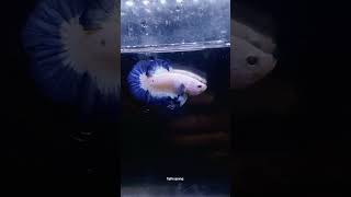 BLUERIM BICOLOUR bettafish hobbycupang shortvideo [upl. by Ahsier]