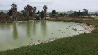 Residents crying foul about duck pond closure in Livermore [upl. by Enatan]