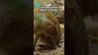 🌳🐾 ¡Las guatusas los pequeños jardineros de los bosques tropicales [upl. by Shayla]