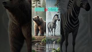 Bear and Zebra Video [upl. by Ellenad929]