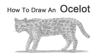 How to Draw an Ocelot [upl. by Toh]