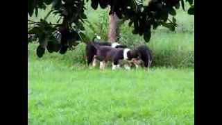 Collie puppies at 6 weeks rough and smooth coat [upl. by Eldredge151]