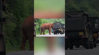 A ferocious wild elephant has come on the road elephantattack2024 [upl. by Dahle]