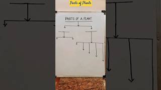 Parts of Plant Diagram 🪴👈 plant partsofplant diagram shorts [upl. by Atikcir]