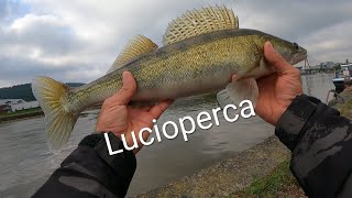 🇵🇹 Melhor época para o lucioperca autono inverno [upl. by Florence8]