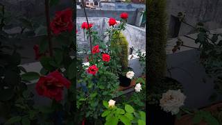 Monsoon terrace garden overview  hibiscus rose bougainvillea flowering plants  gardening [upl. by Agnizn]