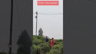 Chitra Tea garden Darjeeling [upl. by Jansson]