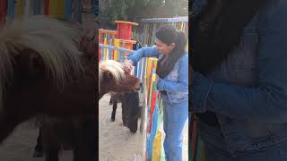 Dubai Safari Park 🦁🐴🐅🦜dubai malayalam safaripark [upl. by Conover46]