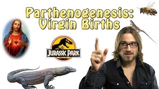 Parthenogenesis Virgin Births [upl. by Romilly]