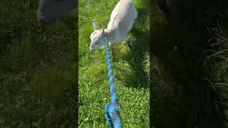 When our white goat escaped and ran through the muddy cow pasture🐮🐐🙂 goat cows farm fy [upl. by Burd]