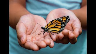 Monarch Butterfly Life Cycle INSANELY UP CLOSE 2 [upl. by Denton]