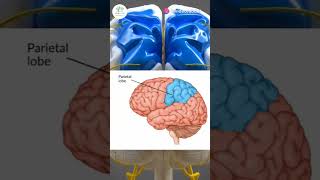 AREAS OF HUMAN BRAIN PARTS OF BRAIN medicalstudent medicalscience brain youtubeshorts [upl. by Eidnac]