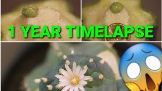 Time lapse frenzy 2  Grafted Lophophora button 1 Year evolution Work in Progress [upl. by Publia508]