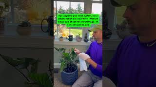 Spider mites are the worst Here’s how to spot them and treat them [upl. by Joye589]