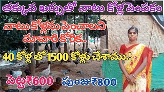 Natural natu kolla pempakam in telugucountry kolla farm నాటు కోళ్లను పెంచే విధానం బాగుంది [upl. by Fesoj]