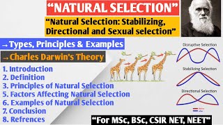 Natural Selection  Stabilizing Selection  Directional Selection  Disruptive Selection [upl. by Aralomo664]