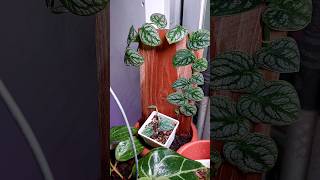 Propagating Monstera Dubia from Cutting in Soil amp Repotting  Monstera Plant Care [upl. by Asset]