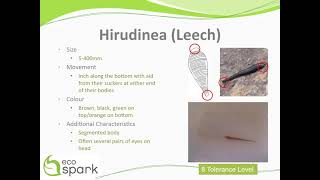 Leech Hirudinea Key ID Features [upl. by Nelan]