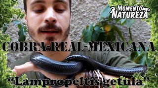 Cobra  real  mexicana  Kingsnake    Lampropeltis getula   Momento Natureza [upl. by Scever]