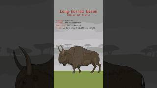 LONGHORNED BISON DATA  Bison Latifrons Bovidae  Extinct Animals [upl. by Aihsyt820]