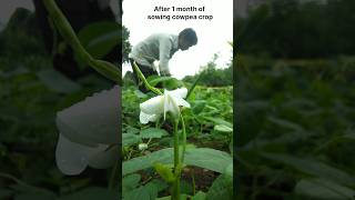 लोबिया की खेती  After 1 month of sowing cowpea crop nature farming cowpea shorts [upl. by Sebastien]