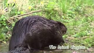 European beaver  Bever  castor fiber [upl. by Melan317]