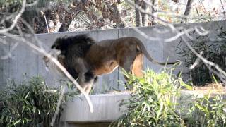 Male Lion roaring in National zoo [upl. by Truitt]