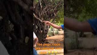 Toe pega moco pra comer com cana 😂😂😂 chacara comedia comediaselvagem [upl. by Edmondo]