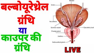 bulbourethral gland bulbourethral gland in hindi बल्बोयूरेथ्रल ग्रंथि काउपर ग्रंथि caupar gland [upl. by Baler]