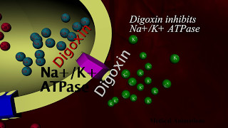 Digoxin Mechanism of action  animation [upl. by Soinotna919]