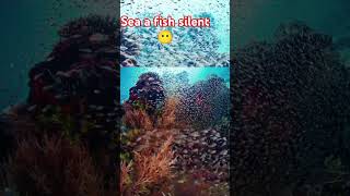 Fish silent swimming 🥽 trending viralshort [upl. by Matheson]