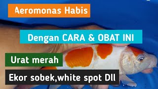 Cara mengobati ikan koi sakit Aeromonaswhite spotsirip rusak [upl. by Werdnael769]