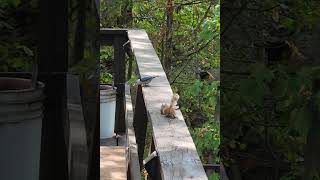 Narrow escape  hungry chipmunk chases a nuthatch bird off the railing  shorts youtubeshorts [upl. by Nnaeinahpets615]