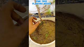 PINE TREE planting weeds tutorialsvideo bonsaipinetree gardening plantslover plantitoplantita [upl. by Ettedanreb368]