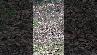 Goanna australia goanna music ccr travel australianwildlife camping campinglife [upl. by Lilian]