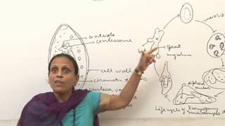 SaccharomycesBSc MSc Lecture by Dr Anupama Goyal [upl. by Verene720]