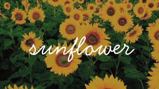 Sunflower Sierra Burgess 1 hour loop  rain background [upl. by Kelcey]