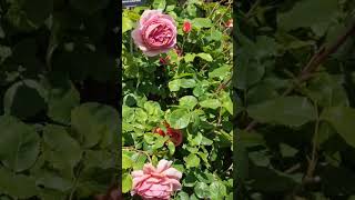 Princess Alexandra of Kent davidaustinroses rose gardentips england [upl. by Etienne212]