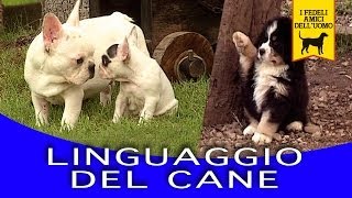 LINGUAGGIO DEL CANE trailer documentario [upl. by Boff42]