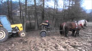 Konie zimnokrwiste pracują  Horse pulling [upl. by Chrisse]